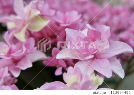 淡いピンクの八重咲き紫陽花 アップ 淡いピンクの八重咲き紫陽花 アップ 113994496