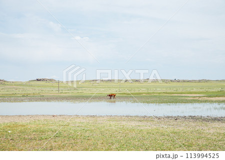 one cow stands in the water of a pond on a hot summer day, steppe and mountains. Bayanaul National Park In Kazakhstan 113994525
