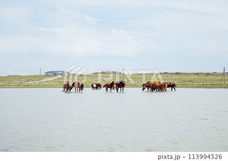 free grazing mares with foals and pregnant mares in ranch. brown horses, herd of horses in pond drink water and cool off on hot summer day. free grazing mares with foals and pregnant mares in ranch. brown horses, herd of horses in pond drink water and cool off on hot summer day. 113994526
