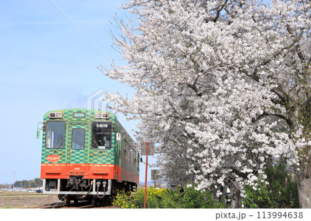 真岡鐵道「北真岡の満開の桜並木風景を走る列車」 113994638