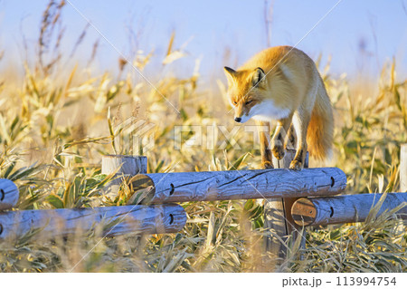 柵の上を歩くキタキツネ 113994754