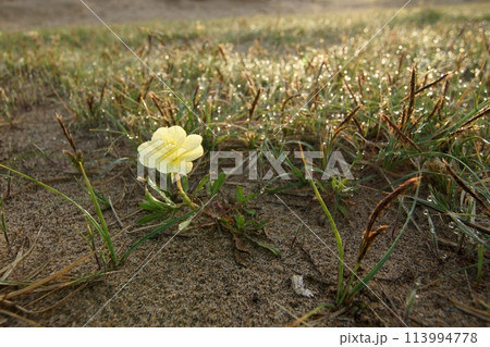 鳥取　四季の散歩　春　砂丘 113994778