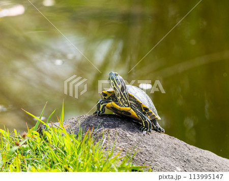 水辺のアカミミガメ・ミドリガメ 113995147