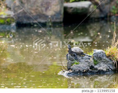 水辺のクサガメ 113995158