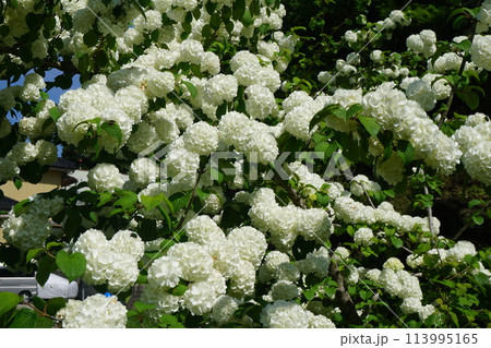 満開のオオデマリ 113995165