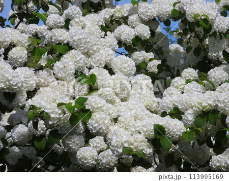 満開のオオデマリ 113995169