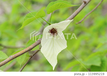 ハンカチノキ 113995219