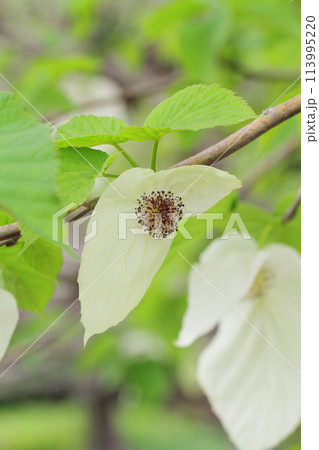 ハンカチノキ ハンカチノキ 113995220
