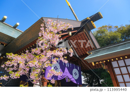 東京都千代田区 春の東京大神宮 113995440