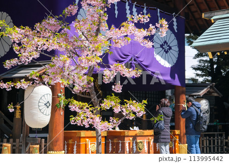 東京都千代田区 春の東京大神宮 113995442