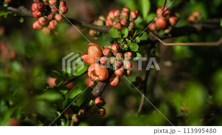a flowering plant with red-orange flowers 113995480