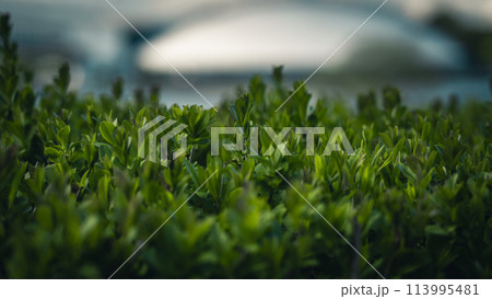 A verdant, thick-growing shrub with a blurred background A verdant, thick-growing shrub with a blurred background 113995481
