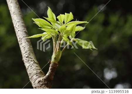 自然　植物　コシアブラ、山菜として珍重されますが様々な健康に良い成分を含んでいるそうです 113995516