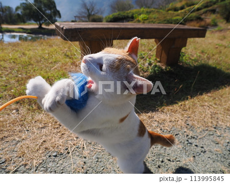 遊び疲れて日陰で休むネコ 113995845