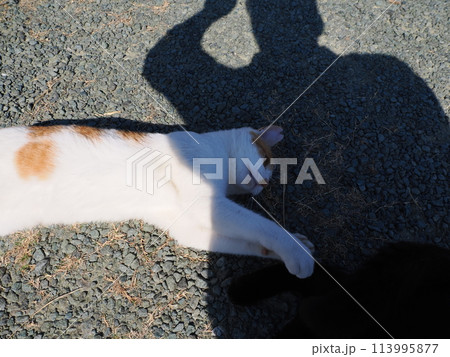 遊び疲れて日陰で休むネコ 遊び疲れて日陰で休むネコ 113995877