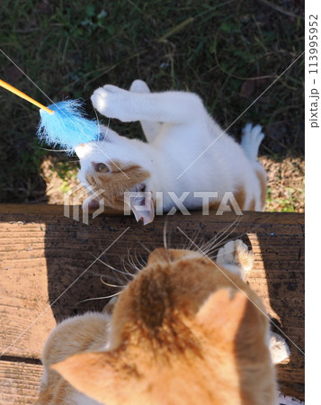 遊び疲れて日陰で休むネコ 113995952