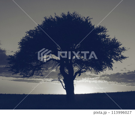 Rural landscape, Buenos Aires province , Argentina 113996027