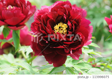 赤い牡丹の花アップ 113996075