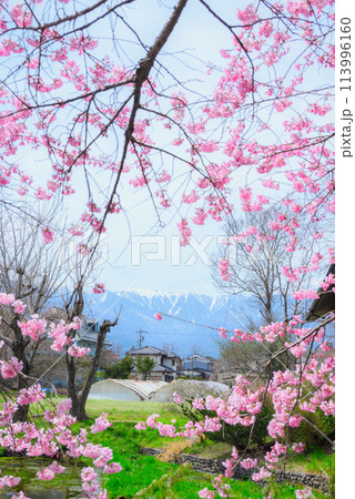 【田淵行男記念館】桜に囲まれた北アルプス【百楽桜】 113996160