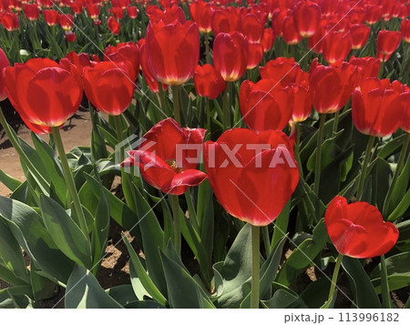 ～チューリップ～　　◦◦◦◦ Red tulips ◦◦◦◦ 113996182