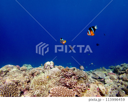 沖縄の人気ダイビングスポット、真栄田岬のクマノミ 113996459