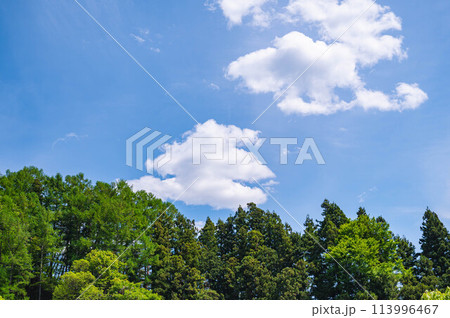 初夏の青空と森林 113996467