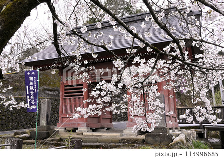 秩父二十五番札所　岩谷山　久昌寺山門の桜 113996685