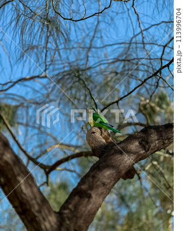 A green parrot sits on a tree branch in the city. A green parrot sits on a tree branch in the city. 113996704
