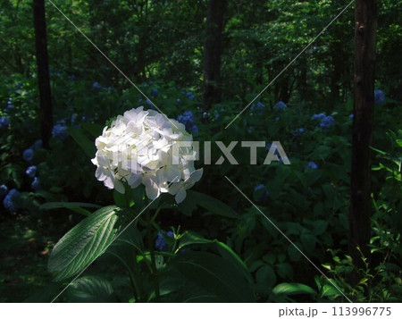 とある寺院に咲いていた紫陽花 113996775