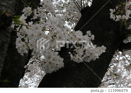 日本　埼玉の桜 113996879