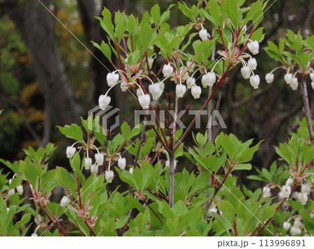 開花した白いドウタンツツジの花 113996891