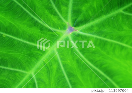 close up on green leaf texture background 113997004