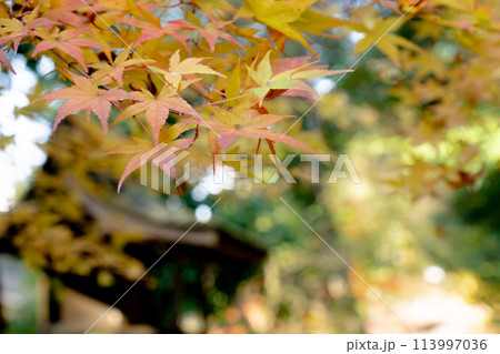 京都市北区上賀茂本山の上賀茂神社 岩本神社の紅葉(秋のイメージ) 京都市北区上賀茂本山の上賀茂神社 岩本神社の紅葉(秋のイメージ) 113997036