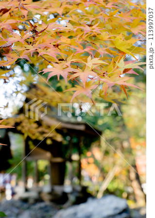 京都市北区上賀茂本山の上賀茂神社 岩本神社の紅葉(秋のイメージ) 京都市北区上賀茂本山の上賀茂神社 岩本神社の紅葉(秋のイメージ) 113997037