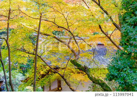 京都市北区上賀茂本山の上賀茂神社 賀茂山口神社(澤田社)の紅葉(秋のイメージ) 京都市北区上賀茂本山の上賀茂神社 賀茂山口神社(澤田社)の紅葉(秋のイメージ) 113997041