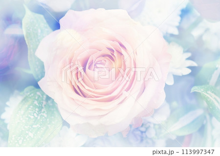 Close up beautiful Pink  rose flower bouquet 113997347
