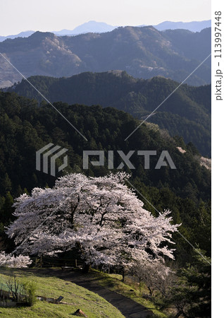 八徳の桜 113997448