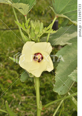 長居植物園の丸オクラ 113997533