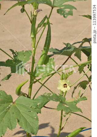 長居植物園の丸オクラ 長居植物園の丸オクラ 113997534