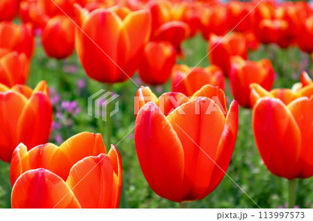 赤いチューリップ 113997573