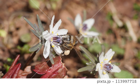 節分草の蜜を吸うセイヨウミツバチ 113997718