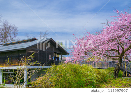 田淵行男記念館と百楽桜【安曇野市】 113997907