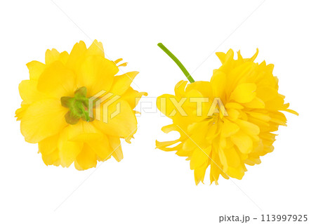 Yellow flower of kerria japonica isolated on white background. Top view. Flat lay 113997925