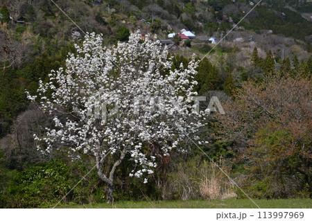 山桜と山村(香川県まんのう町) 山桜と山村(香川県まんのう町) 113997969