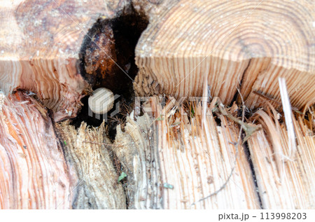 伐倒した木の空の中に作り始められていたスズメバチの巣 113998203