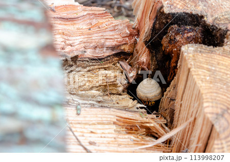 伐倒した木の空の中に作り始められていたスズメバチの巣 伐倒した木の空の中に作り始められていたスズメバチの巣 113998207