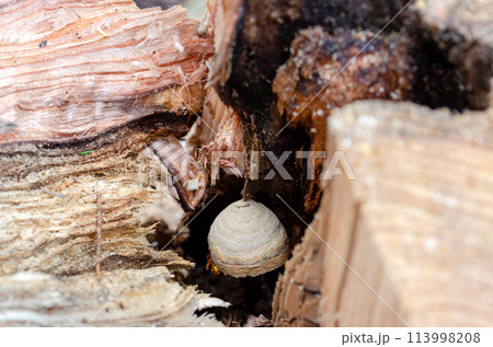 伐倒した木の空の中に作り始められていたスズメバチの巣 伐倒した木の空の中に作り始められていたスズメバチの巣 113998208