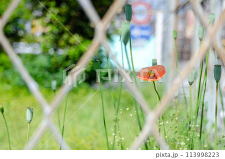 都市部のの立入禁止区域内で繁茂するナガミヒナゲシ 都市部のの立入禁止区域内で繁茂するナガミヒナゲシ 113998223