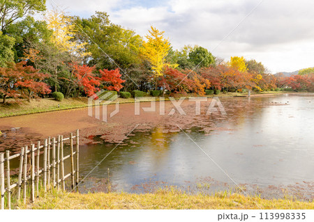 京都嵯峨野の大覚寺ほとりの大沢池の紅葉 113998335