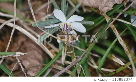 節分草の蜜を吸うセイヨウミツバチ 節分草の蜜を吸うセイヨウミツバチ 113998374